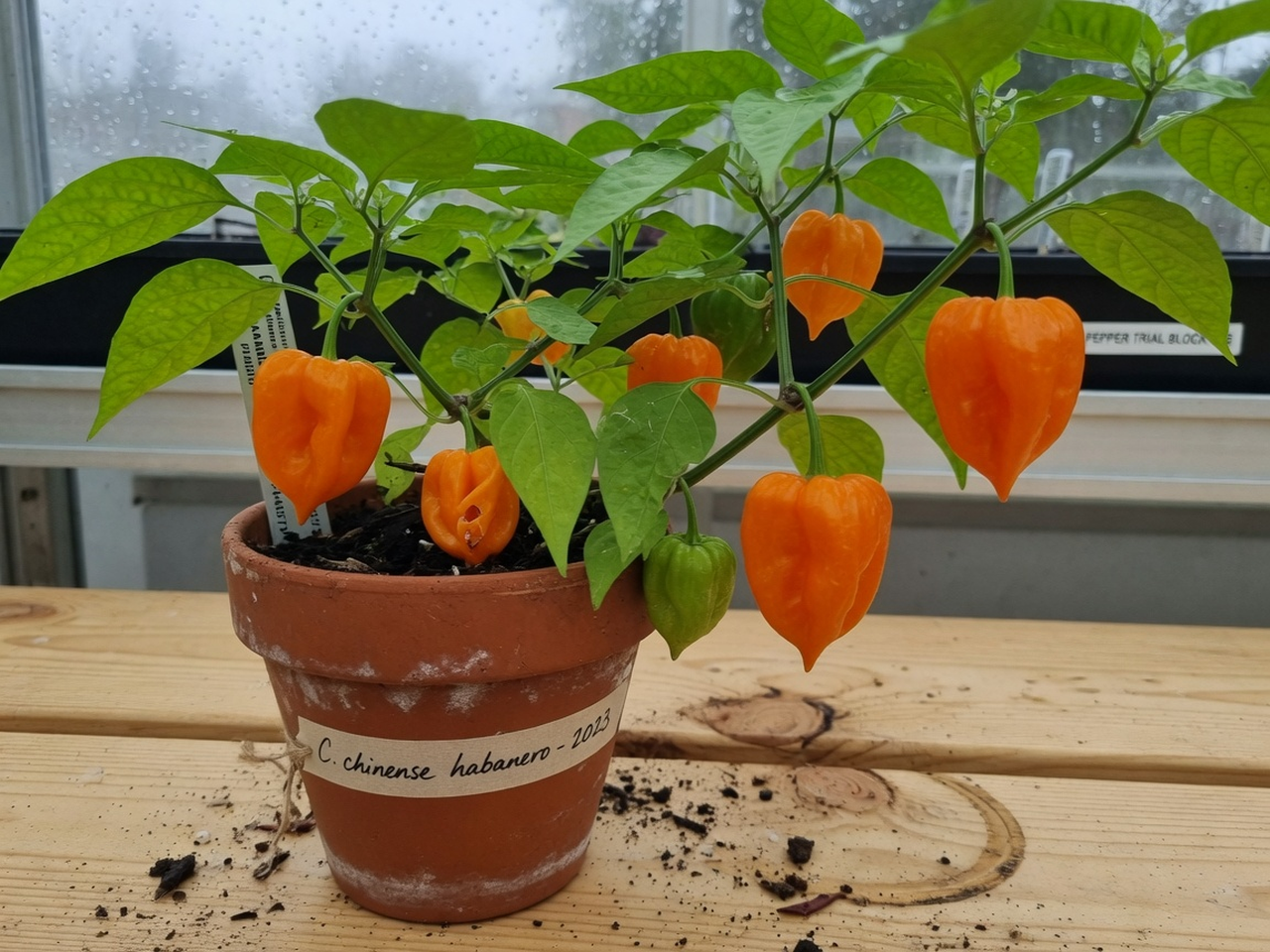 Capsicum chinense habanero: lantern-shaped orange ripe pods on a leafy plant