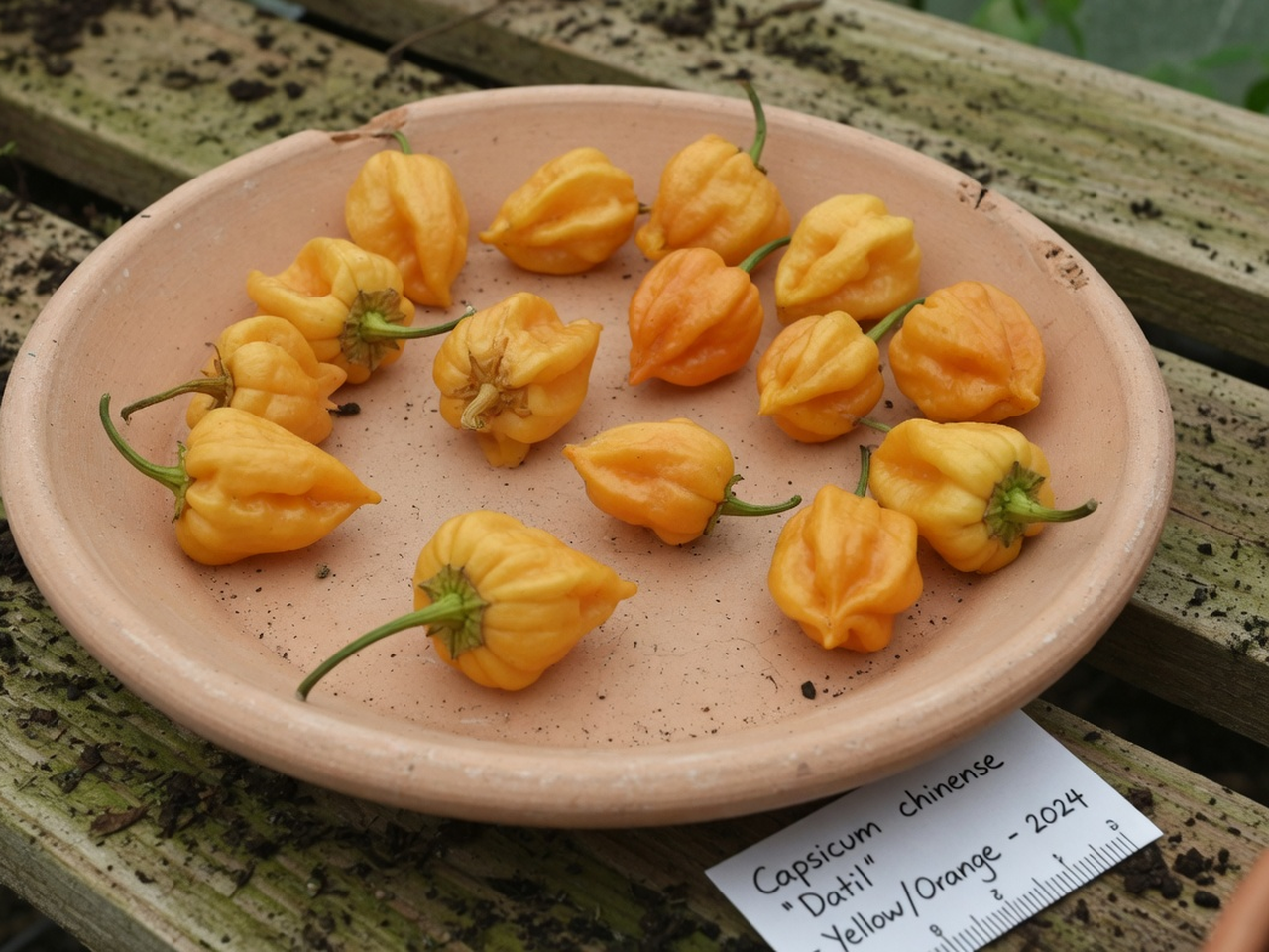 Small wrinkled yellow-orange datil-type pods on a terracotta saucer