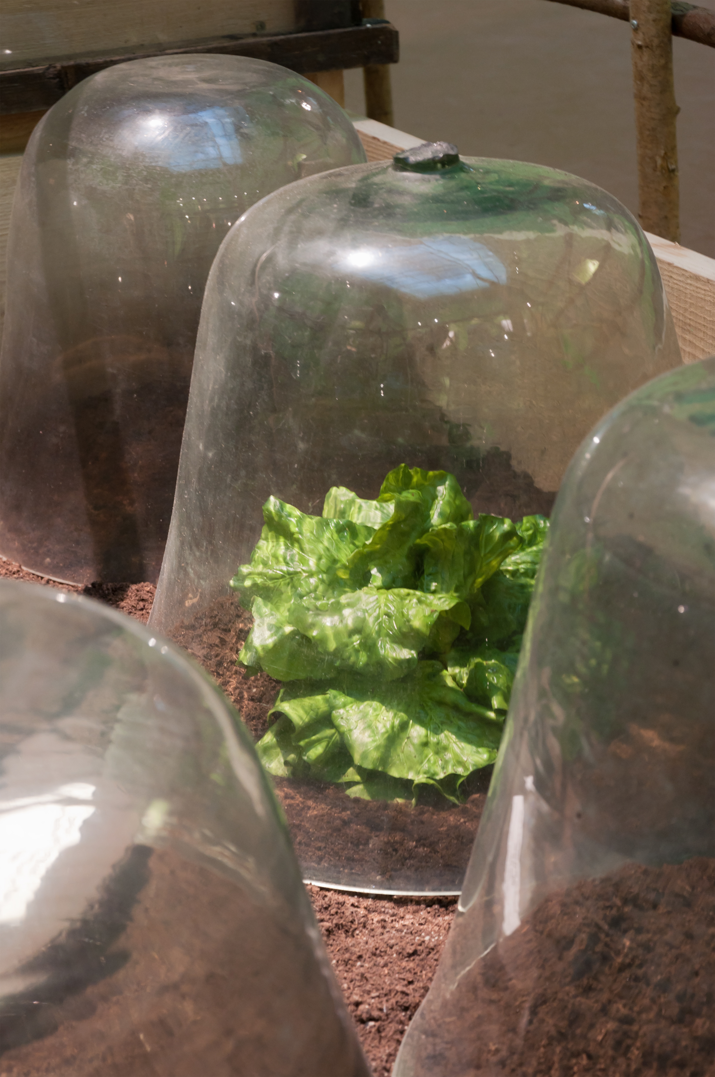 Clear humidity dome over a plant