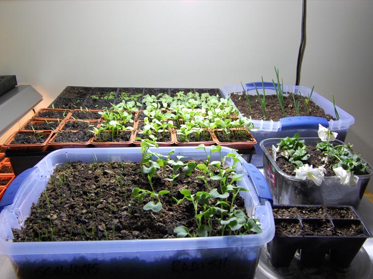 An LED grow light over seedlings