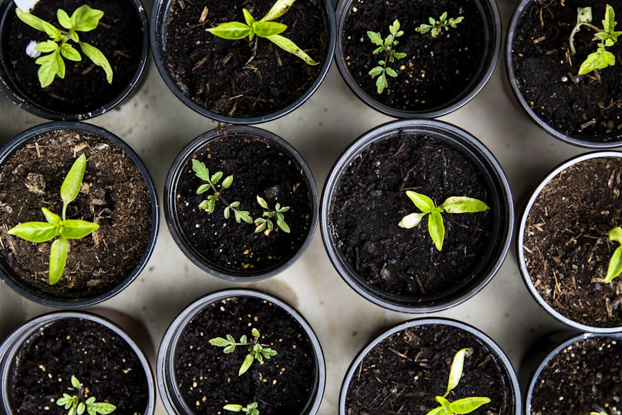 Pepper seedlings in a tray